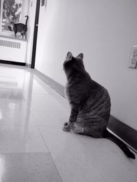 Cat looking away