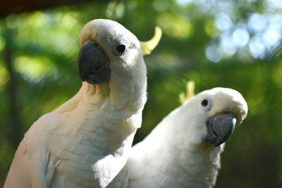 Close-up of parrot