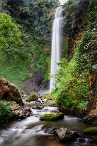 Scenic view of waterfall in forest