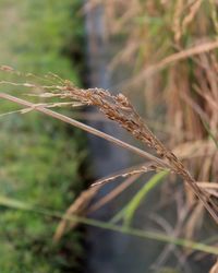 Close-up of crop growing on field
