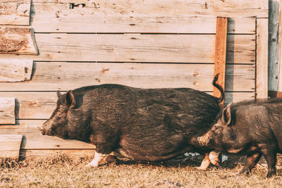 Pigs walking by fence