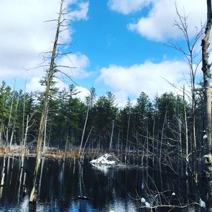 Trees growing in forest against sky