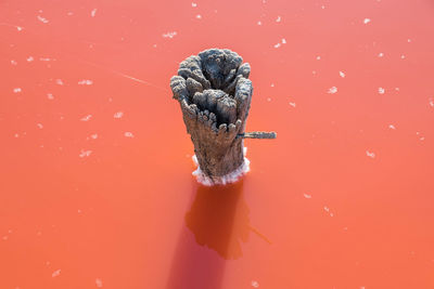 Close-up of fresh pink water against red background