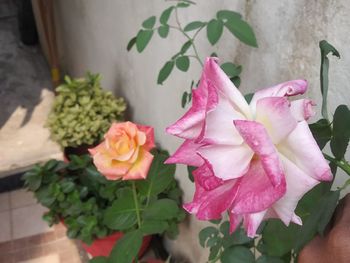 Close-up of pink rose flower pot