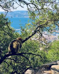 Squirrel sitting on tree branch against sky