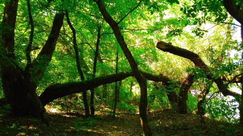 Low angle view of trees in forest