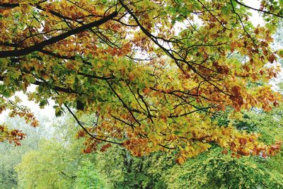 Trees growing in a park