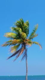 Palm tree by sea against clear blue sky