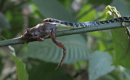 Close-up of snake swallowing frog on plant