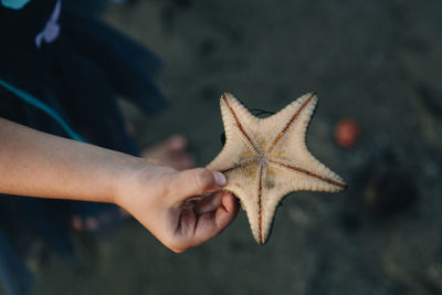 Close-up of hand holding leaf