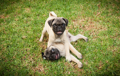 Dog relaxing on grass