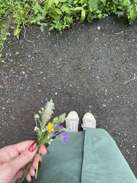 plant