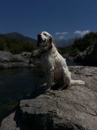 Happy dog at the river