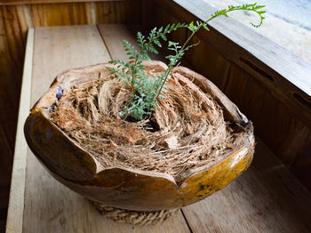 High angle view of potted plant on table