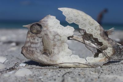 Close-up of animal skull on beach