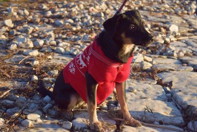 Dog standing on beach