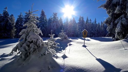 Trees on snow covered landscape