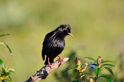 Close-up of bird perching on a plant