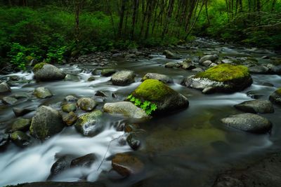 Surface level of stream flowing in forest