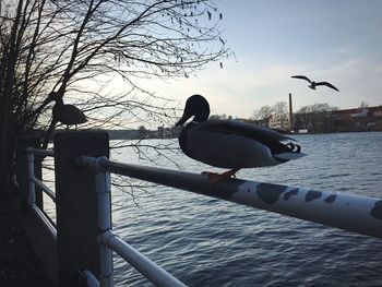 Bird perching in water