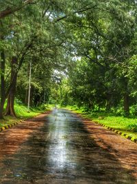 Road amidst trees