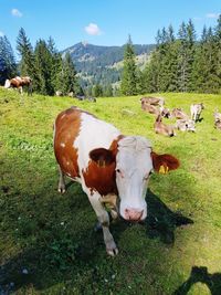 Cow grazing on field