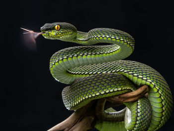 Close-up of lizard on black background