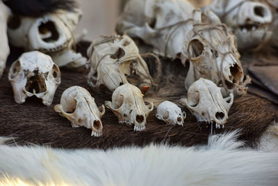 Close-up of animal skull