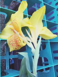 Close-up of yellow flowers in vase