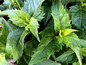 Close-up of green leaves on plant