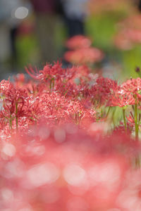 Close-up of red flowering plant