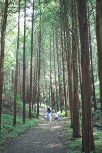 Rear view of people walking in forest