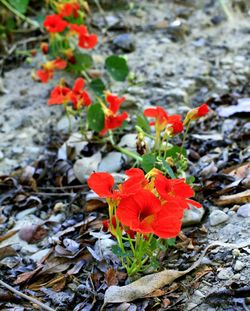 Close-up of red flowers blooming outdoors