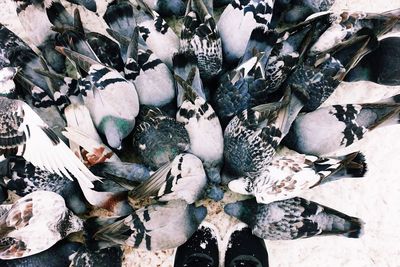 High angle view of pigeons feeding on rock