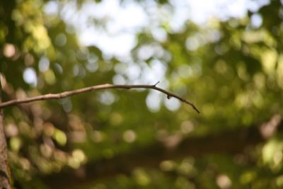 Close-up of fresh green leaf against trees