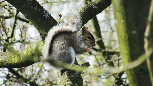 Squirrel on tree trunk