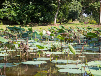 View of birds in lake