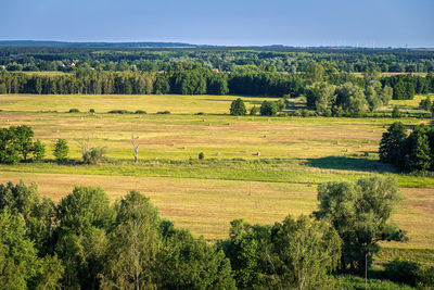 Trees on field against sky