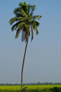 Palm tree on field against clear sky