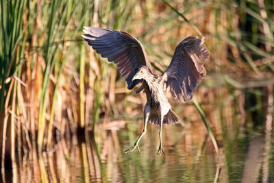 Close-up of bird with spread wings over lake