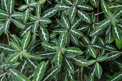 Full frame shot of fresh green plant