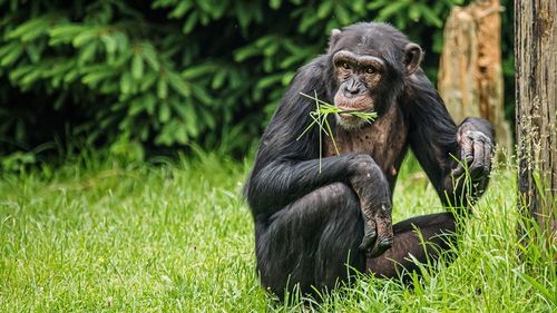 Chimpanzee eating on graasy field