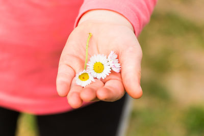 Close-up of hand holding white daisies