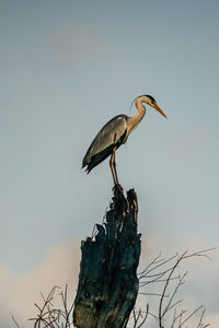 Low angle view of bird perching on tree against sky