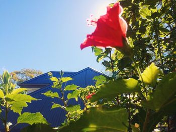 Low angle view of red flowers blooming against clear sky