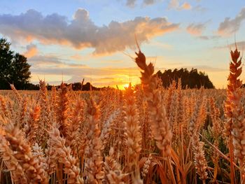 View of stalks in field against sunset sky