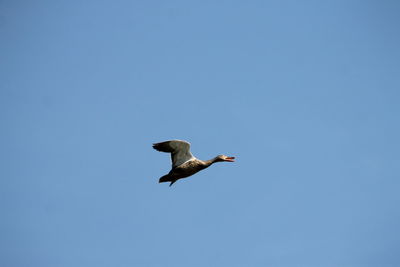 Low angle view of eagle flying against clear blue sky