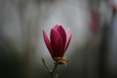 Close-up of pink flower