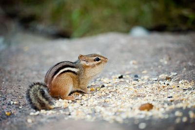 Close-up of squirrel on rock