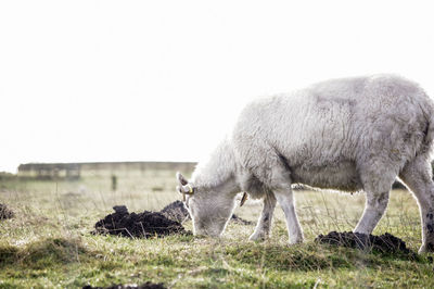 Sheep grazing in pasture